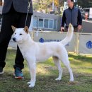 서울애견 이미지