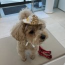 바른 정 동물병원 이미지