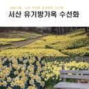 노란 수선화 봄바람에 춤을 추는 수선화 명소 유기방 가옥 이미지