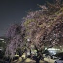 연못들2 | 2026년 대전 겹벚꽃 명소 소개 "카이스트 오리연못" 개화시기, 주차장, 작년 벚꽃사진 포함