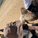 인디피프틴 이미지