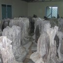 삼신산죽염 티스토리