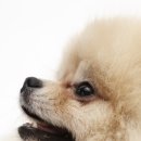평촌동물병원