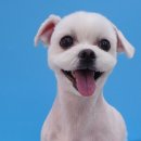 힐스 펫살롱 이미지