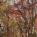 혼불작은도서관 | 건지산 단풍