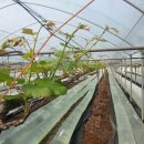 소룡농장 이미지