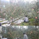 삼공주 농원 이미지