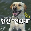 마당 - 거제시 옥포대첩로6길 23 | 경상남도 양산_ 연희재 멍마당 대형견 대관 내돈내산 후기