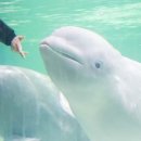 롯데월드아쿠아리움 이미지