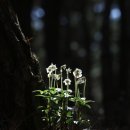 꽃으로 힐링 ** 이미지