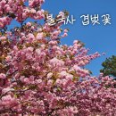 여왕길 | 2025 경주 겹벚꽃 명소 불국사 겹벚꽃 보고 온 후기! / 또 다른 겹벚꽃 명소 선덕여왕길