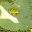 궁동생태공원 이미지