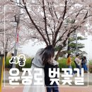 매대2교 | 드디어 다녀온 여의도 윤중로 벚꽃길 지금 가셔야해요