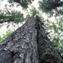 민주지산자연휴양림 이미지