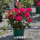 화목조경 이미지