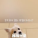 효견 이미지