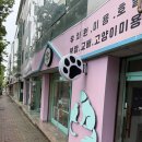 청 애견미용 | 풍암동 애견미용 말티푸 가위컷 후기!