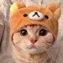 냥냥 이미지