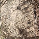 비봉진돗개 이미지