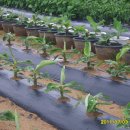 몽키바나나 이미지