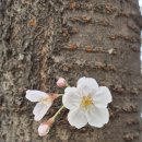 봄날 단상 "신도시의 봄과 벚꽃" 이미지