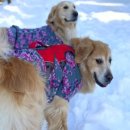 보리목장2 이미지