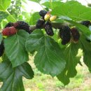 광일농장 이미지