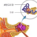 왼쪽 오른쪽 귀 통증 원인 5가지 및 치료 : 코로나 유무 이미지