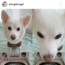 맡겨주개 | [시저먹방키트] 오늘뭐먹지?/밥안먹는 우리 반려견 수분가득한 맛있는 한끼식사♥+넥카라 패션쇼
