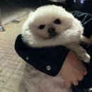아지발바닥 | 25년6월~