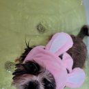 댕글멍글 이미지