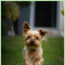 잠실베스트동물병원 수술재활센터 | 잠실 24시 동물병원에서 받은 강아지 건강검진 후기와 세심한 진료 경험