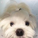 동물병원 이음 이미지