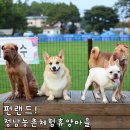 정남농촌체험휴양마을 | 정남농촌체험휴양마을 반려견 펀랜드 애견운동장