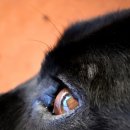 소랑동물병원 이미지