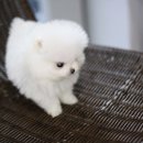 댕댕이 컷 이미지