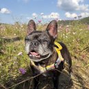 반여착한동물병원 | 일산 동물병원 추천 아이좋아안과외과 다리절음, 림프종 검사