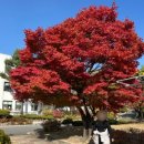 종로도서관 앞 | 종로 단풍 명소 가을단풍길 효자로 데이트 실시간 현황