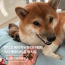 퍼피베이비 | 임신한강아지사료 인디고 에이지뉴트리션 퍼피 마더앤베이비 포 독 사료 1kg #인디고에이지뉴트리션