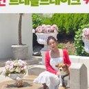 더스테이 골드독 네이버블로그