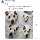 [공지] 맹고 십자인대 파열 - TPLO 수술 후기... 송도 초이스외과동물병원