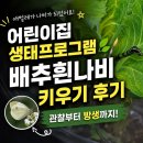 흰나비 | 배추흰나비 키우기 어린이집 생태관찰 후기