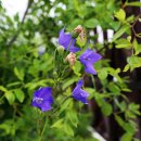 더바다앤 이미지