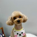 네오펫 이미지