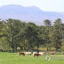 방목내 이미지