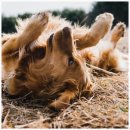 풍산동물병원 이미지