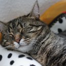 행운동물병원 이미지