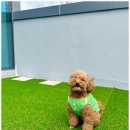 맘바이 루프탑 테라스 강아지 애견호텔 애견유치원 이미지