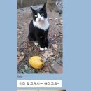 냥이커뮤니케이션 이미지
