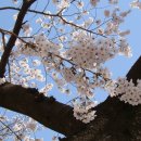 울산 작천정과 벚꽃축제 이미지